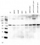 SPSC | Sucrose phosphate synthase isoform C